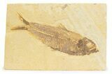 Detailed Fossil Fish (Knightia) - Wyoming #373735-1